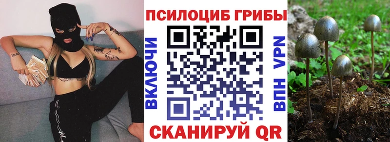 Купить где  Беслан  Галлюциногенные грибы Cubensis 